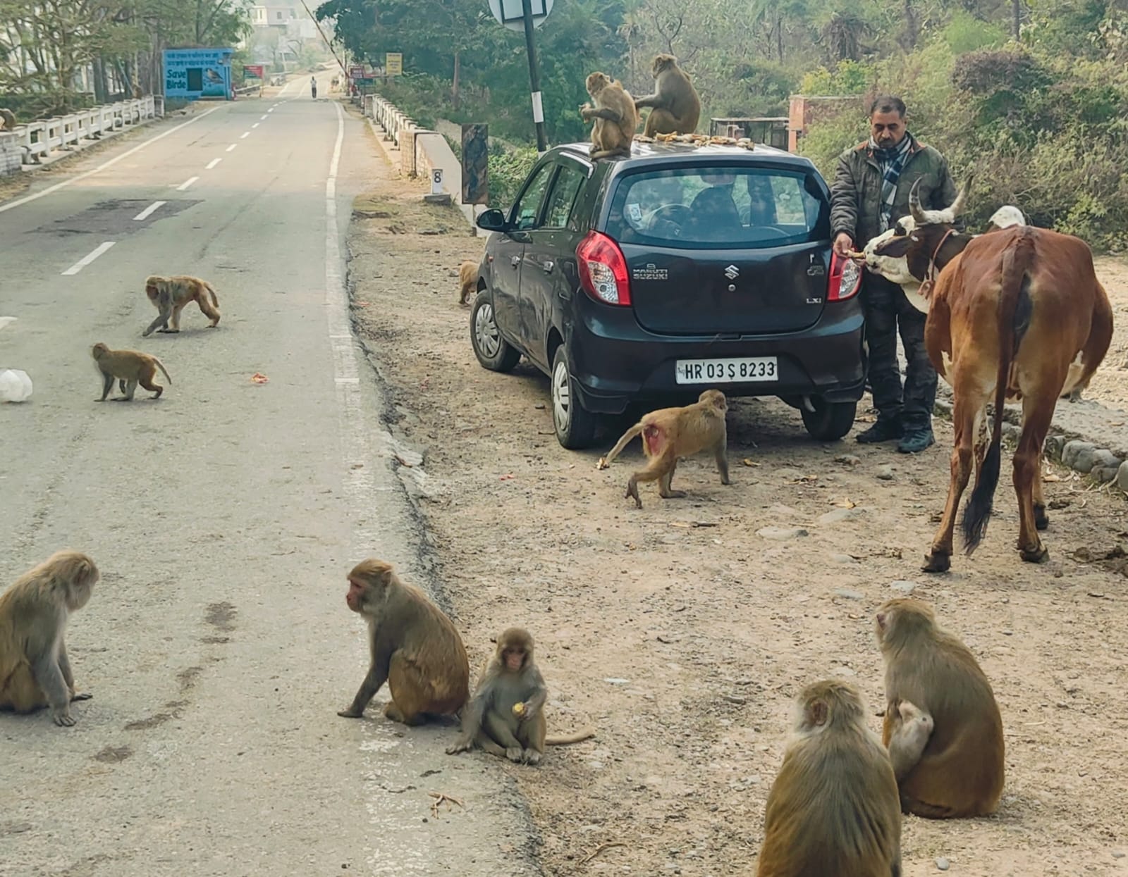 सिद्ध जोगी सेवा चैरीटेबल ट्रस्ट द्वारा मौणी अमावस्या को लगाया बंदरों के लिए केले का लंगर 